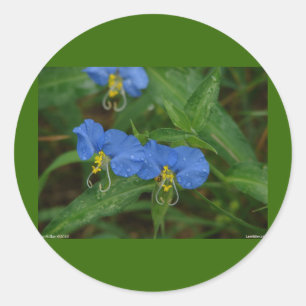 Sticker Rond Asiatique Dayflower Bleu Fleur sauvage Vêtements e
