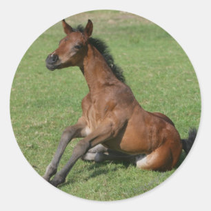 Sticker Rond Asseoir le poulain arabe