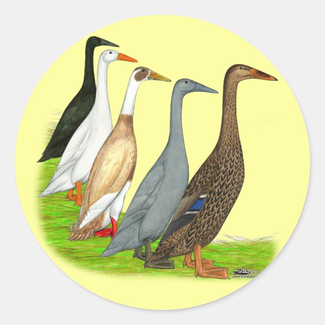 Sticker Rond Assortiment de canard coureur (Devant)