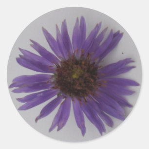 Sticker Rond Aster