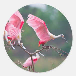Sticker Rond Atterrissage des spatules de rose (Ajaia Ajaja)