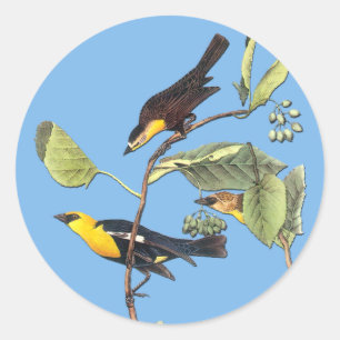 Sticker Rond Audubon Chauve-Noisette à tête jaune Chauve Chauve