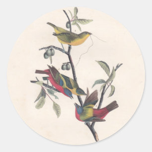 Sticker Rond Audubon Peint Bunting Bird Wildlife