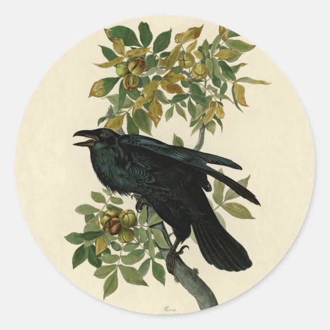 Sticker Rond Audubon Raven Oiseau classique (Devant)