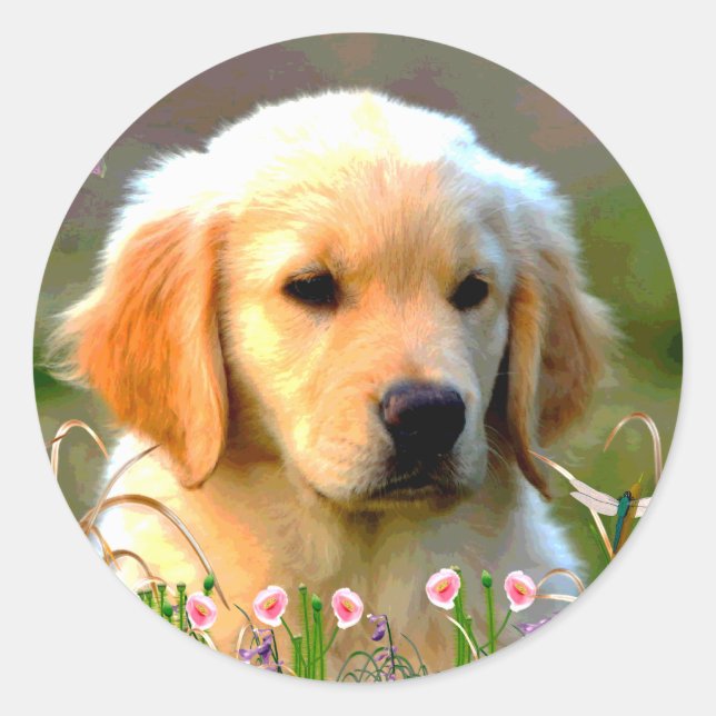 Sticker Rond Austin The Golden Labrador (Devant)