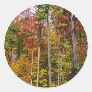 Sticker Rond Automne dans la forêt Colorée Photographie d'autom