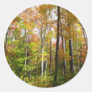 Sticker Rond Automne Forêt I Automne Paysage Photographie