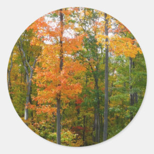 Sticker Rond Automne Maple Trees Automne Photographie de la nat