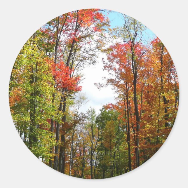 Sticker Rond Automnes Arbres et Ciel bleu Automne Photographie  (Devant)