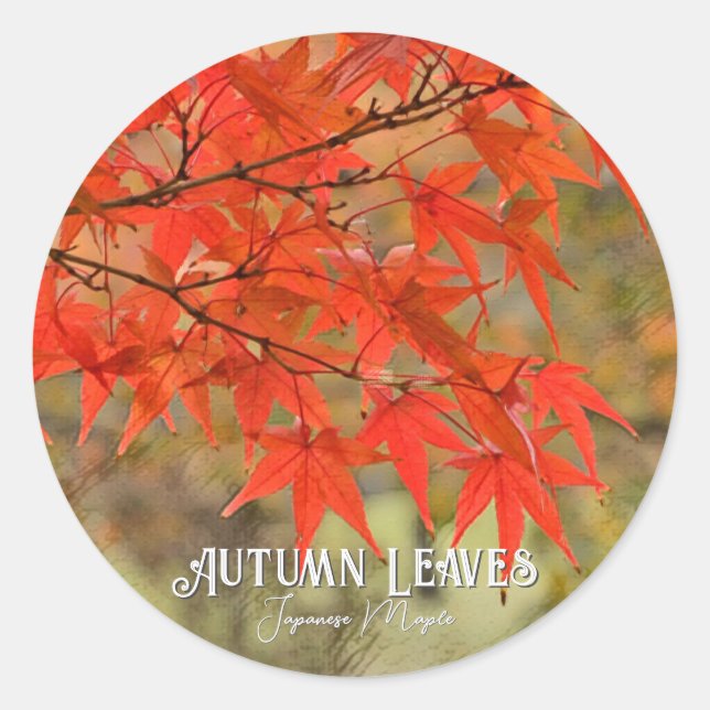 Sticker Rond Autumn Leaves (Devant)
