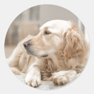Sticker rond avec portrait de Golden Retriever