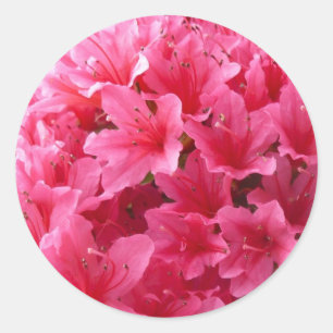Sticker Rond Azalea rose