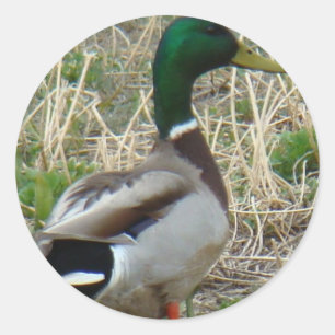 Sticker Rond B12 Mallard Duck