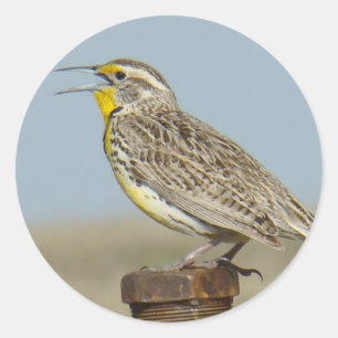 Sticker Rond B6 Ouest Meadowlark