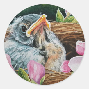 Sticker Rond Baby American Robin Bird in Nest Watercolor Art