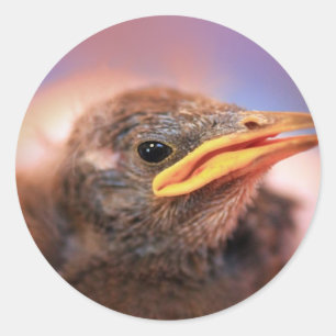 Sticker Rond Baby Bird
