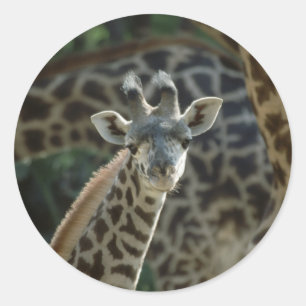 Sticker Rond Baby Giraffe