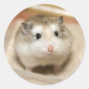 Sticker Rond Baby Hamster Stare