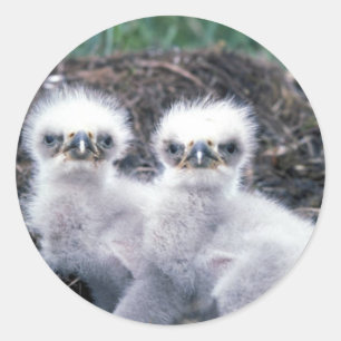 Sticker Rond Bald Eagle Chicks