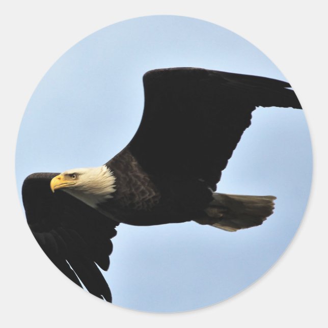 Sticker Rond Bald Eagle envergure (Devant)