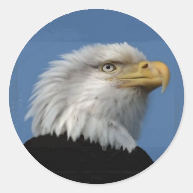 STICKER ROND BALD EAGLE-STICKER (Devant)