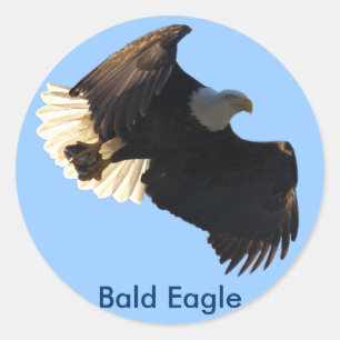 Sticker Rond Bald Eagle Vol Collection II