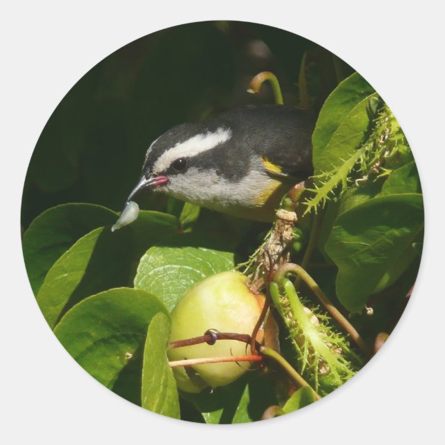 Sticker Rond Bananaquit Bird Mange Photographie tropicale (Devant)