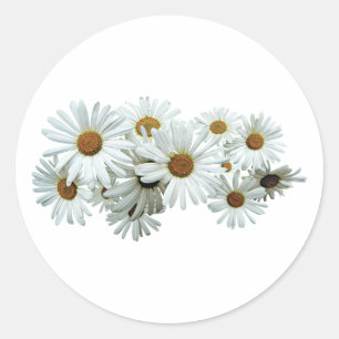 Sticker Rond Bande de marguerites blanches