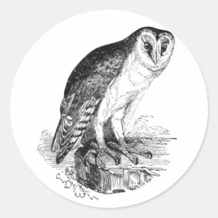 Sticker Rond Barn Owl