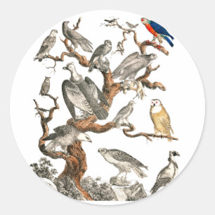 Sticker Rond Barn Owl Snowy Bird Nature