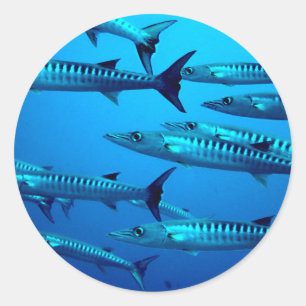 Sticker Rond barracuda plongée mer profonde océan eau tropicale
