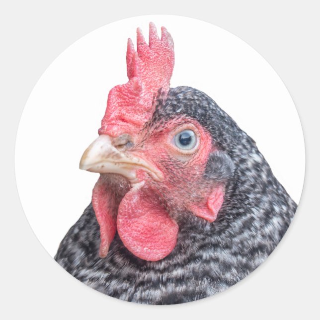 Sticker Rond Barre Plymouth Rock Laying Hen Photo (Devant)