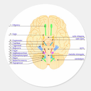 Sticker Rond base de l' image du cerveau anglais