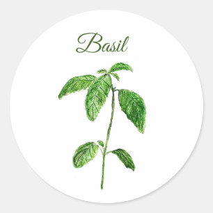 Sticker Rond Basil Herbes Aquarelle Cuisine Vert Rustique