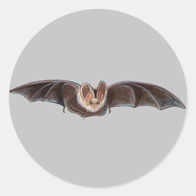Sticker Rond Bat Pipistrellus pipistrellus Illustration Gris (Devant)