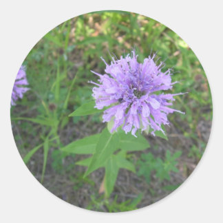 Sticker Rond Baume d'abeille
