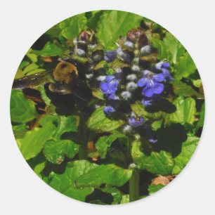 Sticker Rond Baume d'abeille pourpre et bourdon