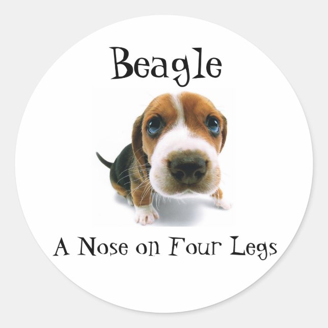 Sticker Rond Beagle - Un nez sur quatre jambes (Devant)