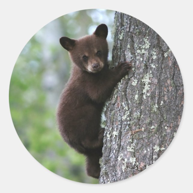Sticker Rond Bear Cub (Devant)