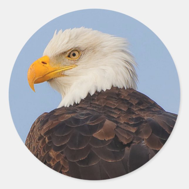 Sticker Rond Beau aigle à tête blanche dans un arbre (Devant)