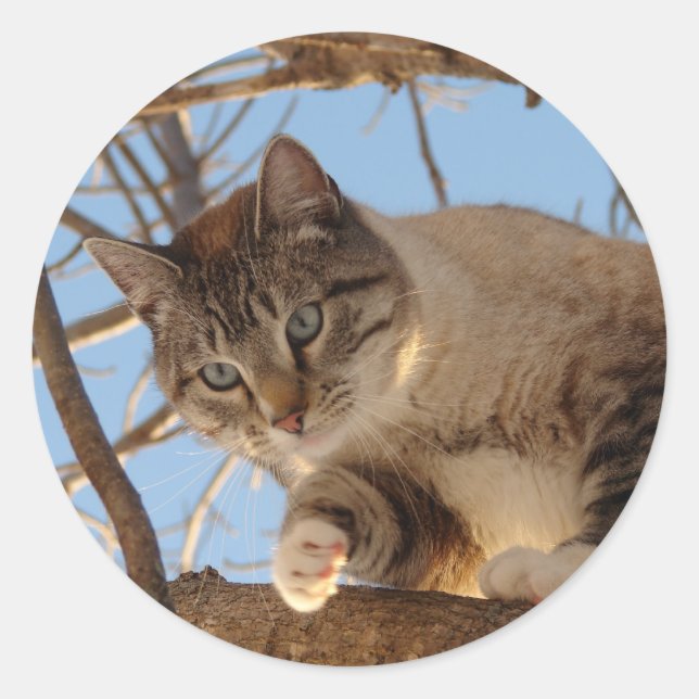 Sticker Rond Beau bleu Eyed Kitty (Devant)