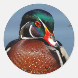 Sticker Rond Beau canard en bois pensif dans le marais