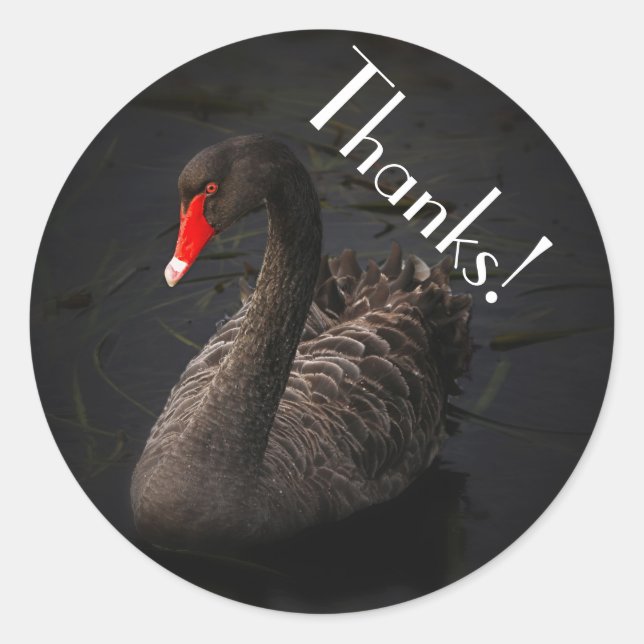 Sticker Rond Beau cygne noir avec un bec rouge vif (Devant)