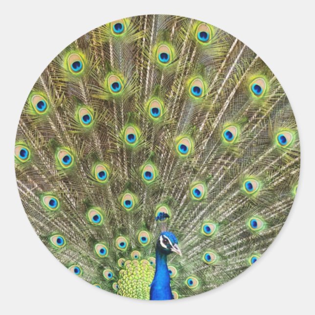 Sticker Rond Beau oiseau de paon (Devant)