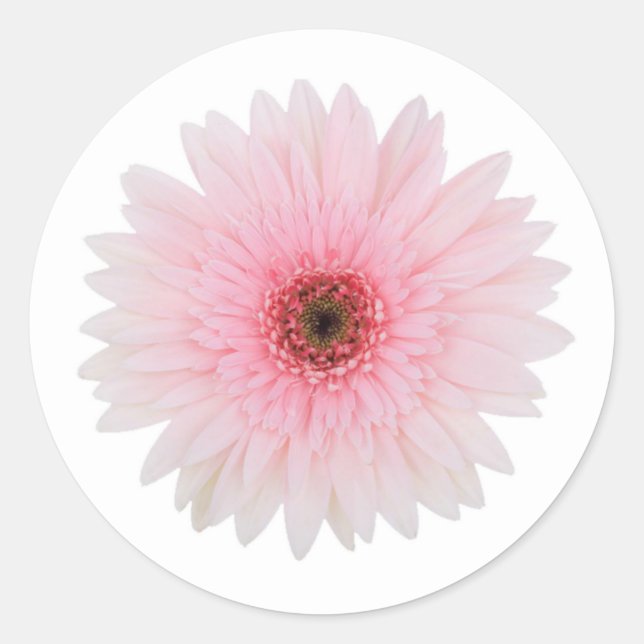 Sticker Rond Beau pâlissez - la fleur rose de marguerite de (Devant)