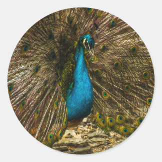 Sticker Rond Beau Peacock Bleu avec Plumes Open Tail