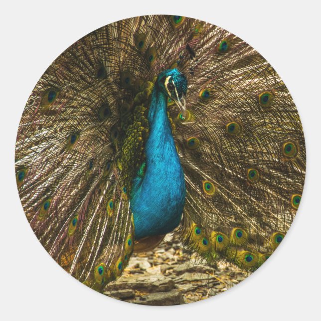 Sticker Rond Beau Peacock Bleu avec Plumes Open Tail (Devant)