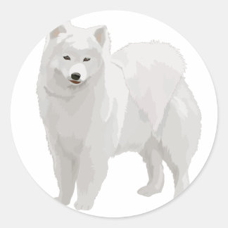 Sticker Rond Beau Samoyed