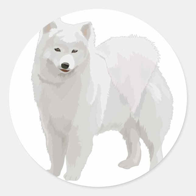 Sticker Rond Beau Samoyed (Devant)