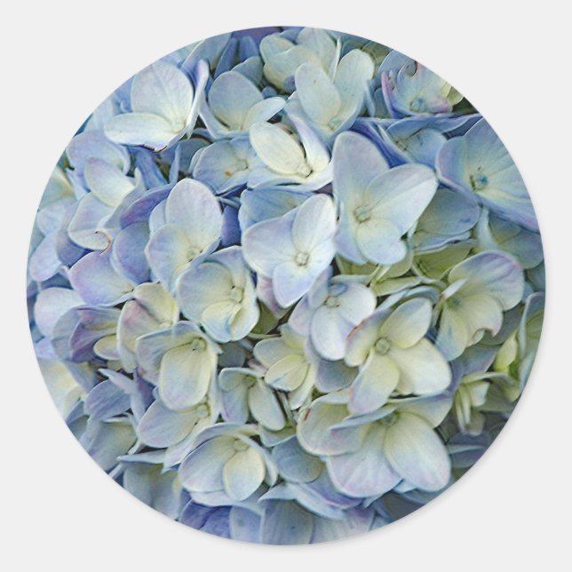 Sticker Rond Beautiful Blue Hydrangea Flowers (Devant)